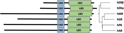 The evolution and polymorphism of mono-amino acid repeats in androgen receptor and their regulatory role in health and disease